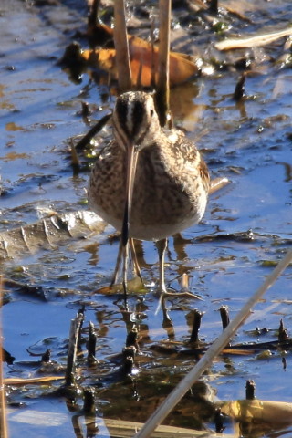 トリミング 2017/1月 SIGMA150-600C+7D2 焦点距離600mm F8 ss1/500 ISO400