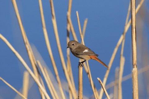 2017/2月 SIGMA150-600C+7D2 焦点距離562mm F8 ss1/800 ISO250