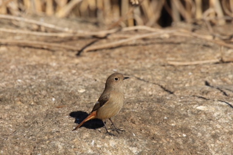 2017/2月 SIGMA150-600C+7D2 焦点距離562mm F8 ss1/800 ISO250