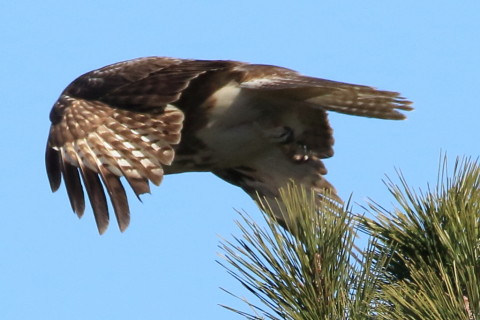 トリミング 2017/2月 SIGMA150-600C+7D2 焦点距離600mm F8 ss1/2000 ISO800 Case3