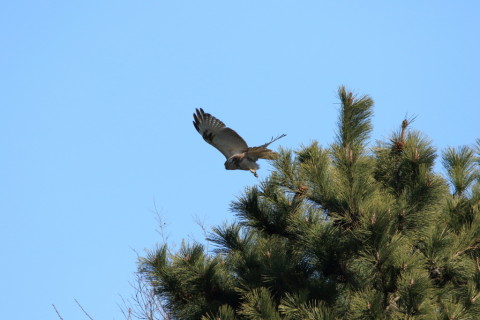 2017/2月 SIGMA150-600C+7D2 焦点距離600mm F8 ss1/2000 ISO800 Case3