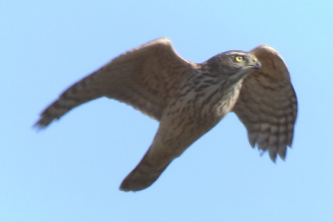 トリミング 2017/2月 SIGMA150-600C+7D2 焦点距離600mm F8 ss1/1250 ISO1250 Case3