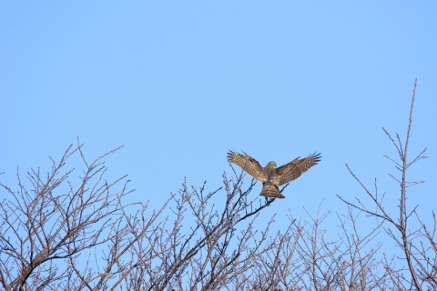 2017/2月 SIGMA150-600C+7D2 焦点距離600mm F8 ss1/1250 ISO500