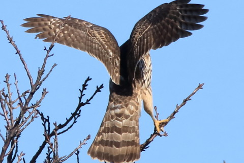 トリミング 2017/2月 SIGMA150-600C+7D2 焦点距離600mm F8 ss1/1250 ISO500