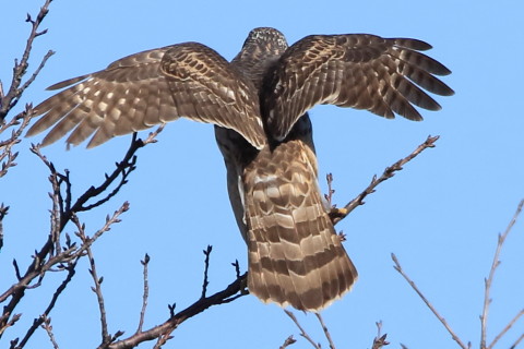 トリミング 2017/2月 SIGMA150-600C+7D2 焦点距離600mm F8 ss1/1250 ISO500