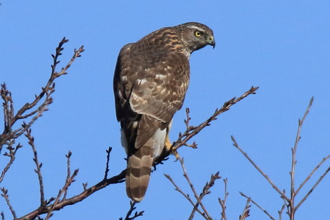 トリミング 2017/2月 SIGMA150-600C+7D2 焦点距離600mm F8 ss1/3200 ISO640