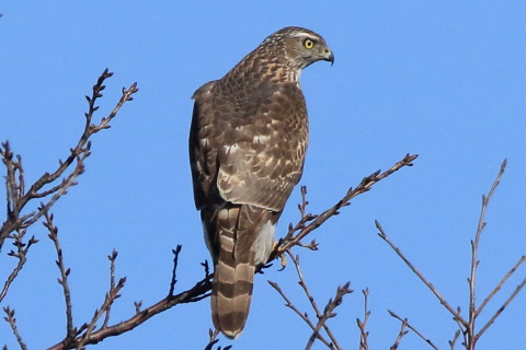 トリミング 2017/2月 SIGMA150-600C+7D2 焦点距離600mm F8 ss1/3200 ISO640
