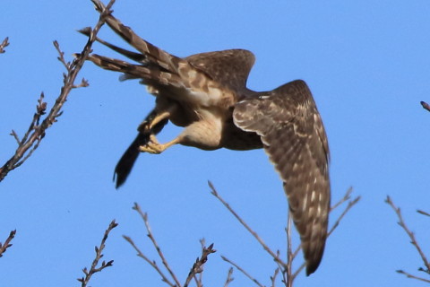 トリミング 2017/2月 SIGMA150-600C+7D2 焦点距離600mm F8 ss1/3200 ISO640 Case3
