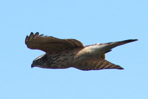 トリミング 2017/2月 SIGMA150-600C+7D2 焦点距離600mm F8 ss1/3200 ISO800 Case3