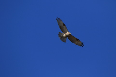 2017/2月 SIGMA150-600C+7D2 焦点距離600mm F8 ss1/2000 ISO400 Case3