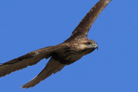 トリミング 2017/2月 SIGMA150-600C+7D2 焦点距離600mm F8 ss1/1600 ISO320 Case3