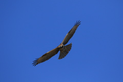 2017/2月 SIGMA150-600C+7D2 焦点距離600mm F8 ss1/1600 ISO320 Case3