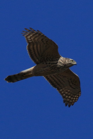 トリミング 2017/2月 SIGMA150-600C+7D2 焦点距離600mm F8 ss1/1600 ISO320 Case3