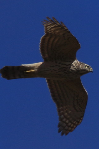 トリミング 2017/2月 SIGMA150-600C+7D2 焦点距離600mm F8 ss1/1600 ISO320 Case3