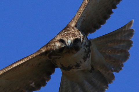 トリミング 2017/2月 SIGMA150-600C+7D2 焦点距離600mm F8 ss1/1600 ISO320 Case3