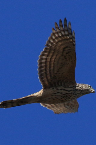 トリミング 2017/2月 SIGMA150-600C+7D2 焦点距離600mm F8 ss1/1600 ISO400 Case3