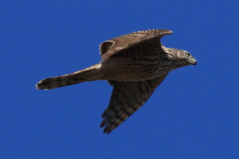 トリミング 2017/2月 SIGMA150-600C+7D2 焦点距離600mm F8 ss1/1600 ISO400 Case3