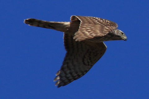 トリミング 2017/2月 SIGMA150-600C+7D2 焦点距離600mm F8 ss1/1600 ISO400 Case3