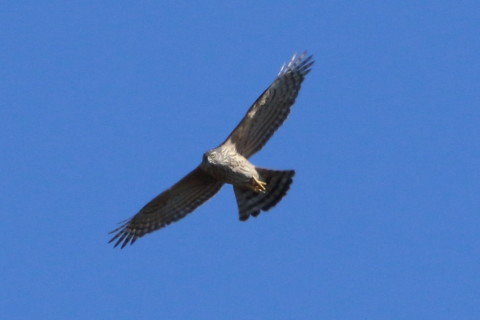 トリミング 2017/2月 SIGMA150-600C+7D2 焦点距離600mm F8 ss1/1600 ISO400 Case3
