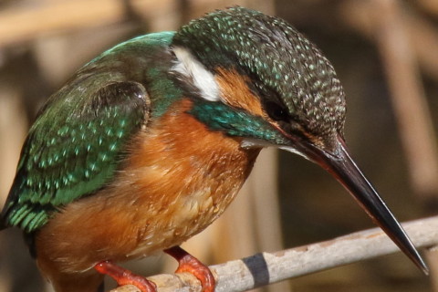 トリミング 2017/2月 SIGMA150-600C+7D2 焦点距離600mm F8 ss1/1250 ISO500