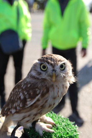 2017/2月 SIGMA17-70+7D2 焦点距離41mm F5.6 ss1/200 ISO100