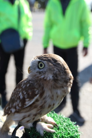 2017/2月 SIGMA17-70+7D2 焦点距離41mm F5.6 ss1/200 ISO100