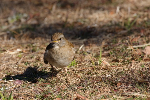 2017/2月 SIGMA150-600C+7D2 焦点距離600mm F8 ss1/1000 ISO640