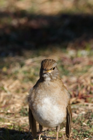 2017/2月 SIGMA150-600C+7D2 焦点距離600mm F8 ss1/1000 ISO640