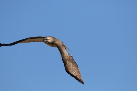 2017/2月 SIGMA150-600C+7D2 焦点距離600mm F8 ss1/2000 ISO500 Case3