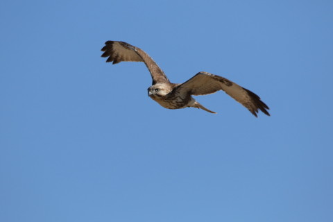 2017/2月 SIGMA150-600C+7D2 焦点距離600mm F8 ss1/2000 ISO500 Case3