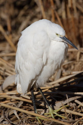 2017/2月 SIGMA150-600C+7D2 焦点距離600mm F6.3 ss1/2000 ISO100