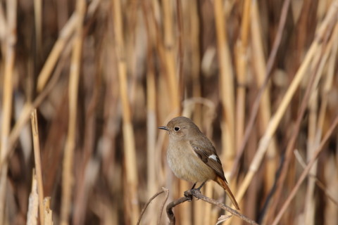 2017/2月 SIGMA150-600C+7D2 焦点距離600mm F6.3 ss1/2000 ISO400