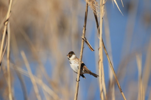 2017/2月 SIGMA150-600C+7D2 焦点距離600mm F6.3 ss1/2000 ISO320