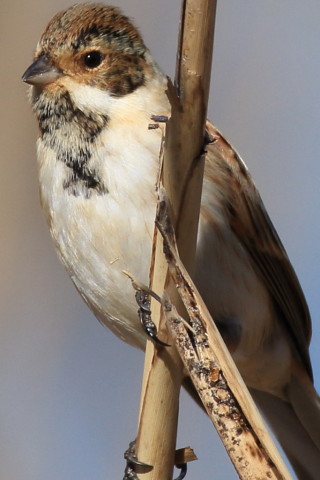 トリミング 2017/2月 SIGMA150-600C+7D2 焦点距離600mm F6.3 ss1/2000 ISO320