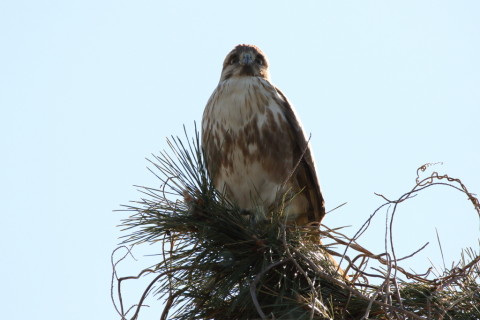 2017/2月 SIGMA150-600C+7D2 焦点距離600mm F8 ss1/1000 ISO250