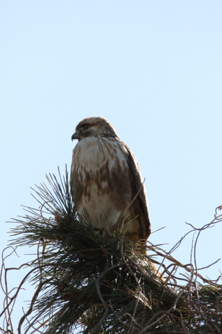 2017/2月 SIGMA150-600C+7D2 焦点距離600mm F8 ss1/1000 ISO400