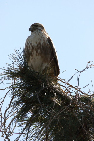 2017/2月 SIGMA150-600C+7D2 焦点距離600mm F8 ss1/1000 ISO320