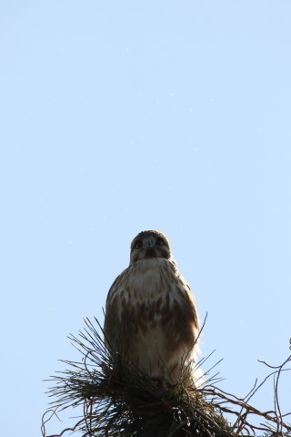 2017/2月 SIGMA150-600C+7D2 焦点距離600mm F8 ss1/1000 ISO250
