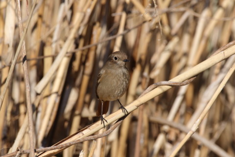 2017/2月 SIGMA150-600C+7D2 焦点距離600mm F8 ss1/800 ISO250