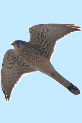 トリミング 2017/2月 SIGMA150-600C+7D2 焦点距離600mm F8 ss1/1250 ISO250 Case3