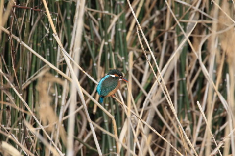 2017/2月 SIGMA150-600C+7D2 焦点距離600mm F8 ss1/1000 ISO1600