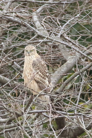 トリミング 2017/2月 SIGMA150-600C+7D2 焦点距離600mm F8 ss1/500 ISO1600