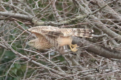 トリミング 2017/2月 SIGMA150-600C+7D2 焦点距離600mm F8 ss1/1000 ISO3200 Case3