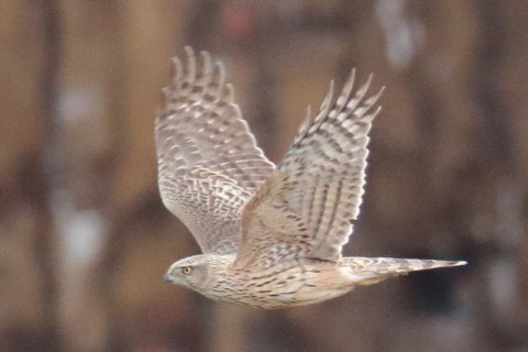 トリミング 2017/2月 SIGMA150-600C+7D2 焦点距離600mm F8 ss1/1000 ISO3200 Case3