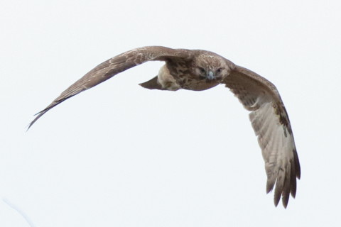 トリミング 2017/2月 SIGMA150-600C+7D2 焦点距離600mm F8 ss1/800 ISO2000 Case3