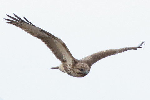 トリミング 2017/2月 SIGMA150-600C+7D2 焦点距離600mm F8 ss1/800 ISO2000 Case3