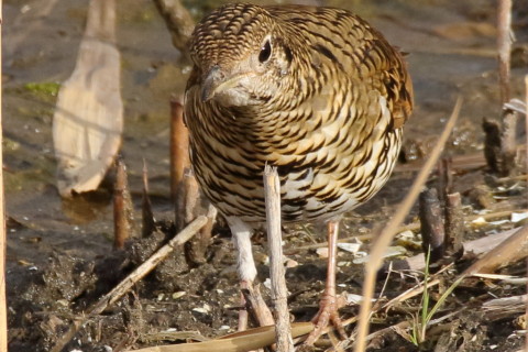 トリミング 2017/2月 SIGMA150-600C+7D2 焦点距離600mm F8 ss1/800 ISO500