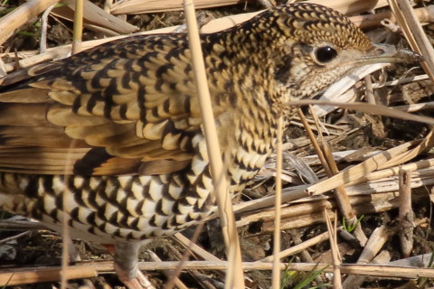 トリミング 2017/2月 SIGMA150-600C+7D2 焦点距離600mm F8 ss1/800 ISO500