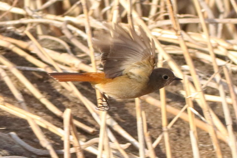 トリミング 2017/2月 SIGMA150-600C+7D2 焦点距離184mm F7.1 ss1/1000 ISO500 Case3