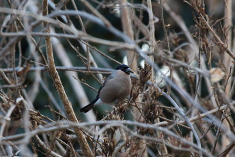 2017/2月 SIGMA150-600C+7D2 焦点距離600mm F8 ss1/500 ISO3200